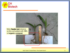 Root System Growth Exp.