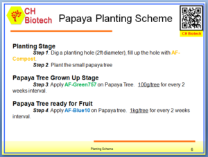 Papaya Planting Scheme