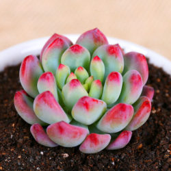 Succulent Plant