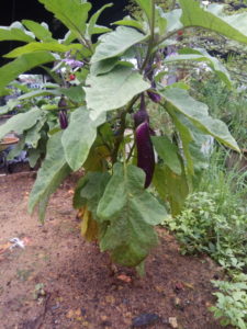 Egg plant
