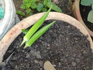 Lady finger