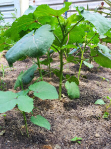 Lady finger plant