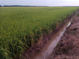 Paddy Field