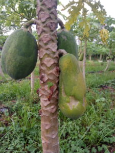 Papaya dieback disease