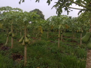 Papaya Farm - Dieback Disease