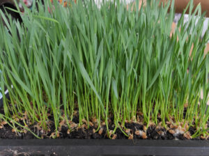 Wheatgrass