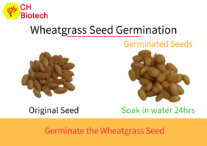Wheatgrass Seeds