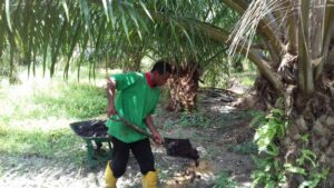 Work in Oil Palm Plantation