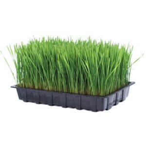 Wheatgrass Tray