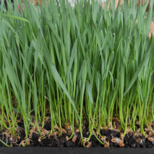 Wheatgrass