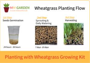 Wheatgrass Planting Scheme