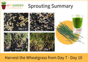 Wheatgrass Planting Scheme